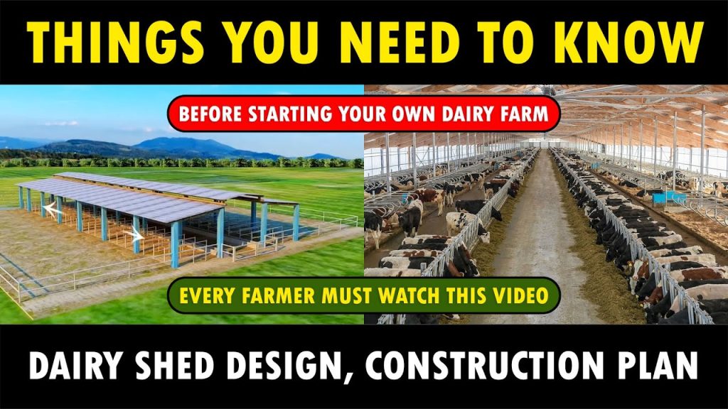 Designing and Constructing Dairy Sheds: Essential Information for Dairy Cow Farming