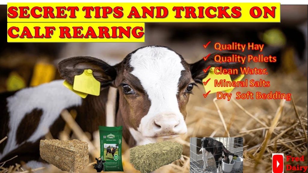 Insider Tips and Expert Tricks for Successful Calf Rearing